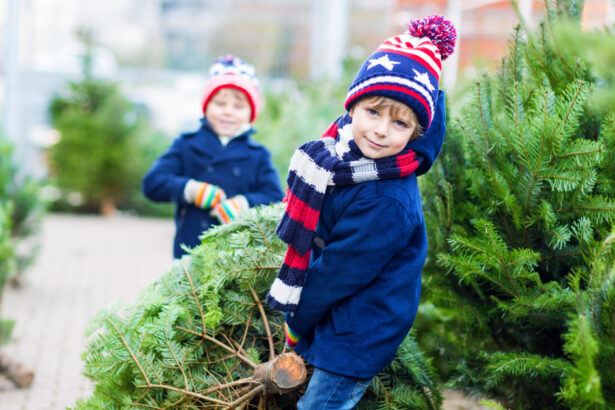 romsilva scoate la vanzare 16 000 de pomi de craciun care sunt preturile pentru achizitia directa de la ocoalele silvice 69282f2ae99d3