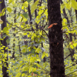 se modifica codul silvic pedepse cu inchisoarea pentru taierea ilegala a copacilor din spatiile verzi urbane 692329d6b9ba1