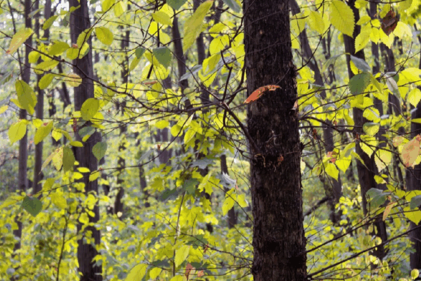 se modifica codul silvic pedepse cu inchisoarea pentru taierea ilegala a copacilor din spatiile verzi urbane 692329d6b9ba1