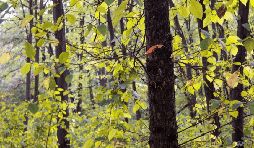 se modifica codul silvic pedepse cu inchisoarea pentru taierea ilegala a copacilor din spatiile verzi urbane 692329d6b9ba1