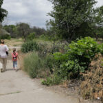 taierea ilegala de arbori din spatiile verzi urbane se va pedepsi cu inchisoarea proiect initiat de ministerul mediului 692316a84e873