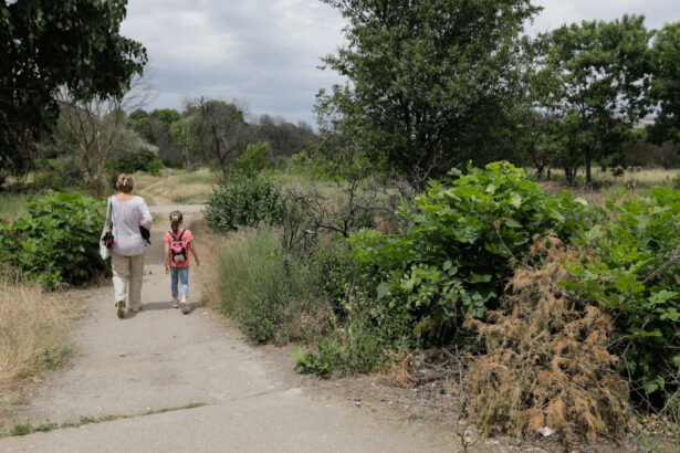 taierea ilegala de arbori din spatiile verzi urbane se va pedepsi cu inchisoarea proiect initiat de ministerul mediului 692316a84e873