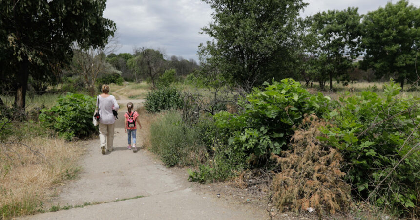taierea ilegala de arbori din spatiile verzi urbane se va pedepsi cu inchisoarea proiect initiat de ministerul mediului 692316a84e873