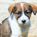 tulcea final de proces in cazul barbatului acuzat ca ar fi omorat cainii vecinei iata cand se vor pronunta judecatorii 691586d1421e1