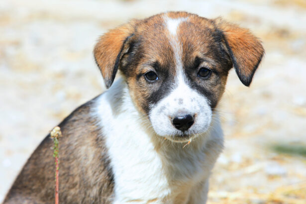 tulcea final de proces in cazul barbatului acuzat ca ar fi omorat cainii vecinei iata cand se vor pronunta judecatorii 691586d1421e1