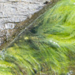 viata pe pamant a inceput mai devreme decat se credea noile dovezi descoperite de cercetatori in africa de sud 692c93f83e17d