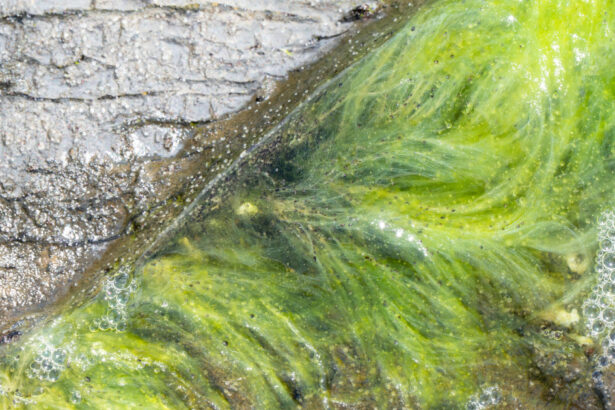 viata pe pamant a inceput mai devreme decat se credea noile dovezi descoperite de cercetatori in africa de sud 692c93f83e17d