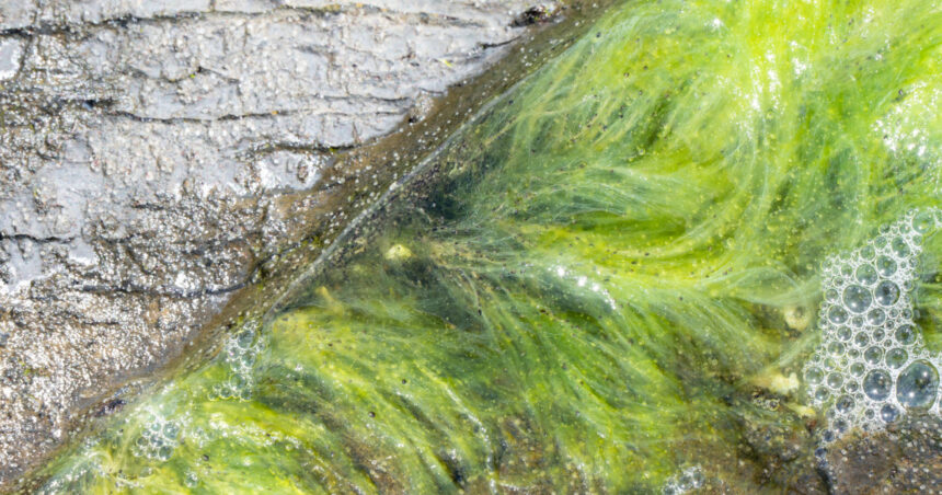 viata pe pamant a inceput mai devreme decat se credea noile dovezi descoperite de cercetatori in africa de sud 692c93f83e17d