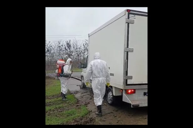 video a fost igienizat focarul de pesta porcina din navodari proprietarul amendat de dsvsa 6915ca5ad87ea