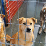 video eutanasierea cainilor sanatosi ar putea fi interzisa noi propuneri legislative pentru protectia animalelor 6924763a6f39a