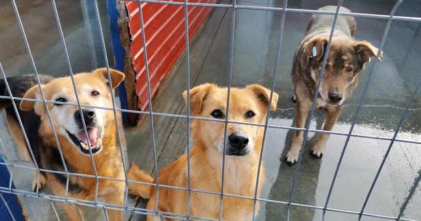 video eutanasierea cainilor sanatosi ar putea fi interzisa noi propuneri legislative pentru protectia animalelor 6924763a6f39a