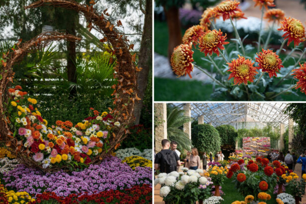 video gradina botanica din romania unde carmen simona sau andra sunt soiuri de crizanteme colectia numara peste 450 de tipuri 6911864bec7e5