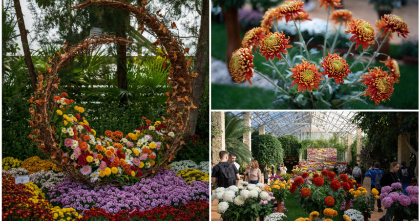 video gradina botanica din romania unde carmen simona sau andra sunt soiuri de crizanteme colectia numara peste 450 de tipuri 6911864bec7e5