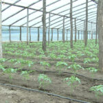 video guvernul introduce impozitul pe sere si solarii scumpiri in piete din ianuarie ce spun fermierii 6925d25d4983b