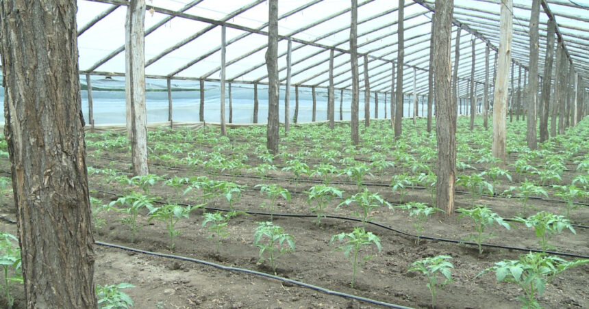 video guvernul introduce impozitul pe sere si solarii scumpiri in piete din ianuarie ce spun fermierii 6925d25d4983b