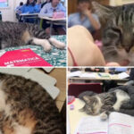 video motanul devenit vedeta intr un liceu din romania misu participa la cursuri si se bucura de atentia tuturor este mascota scolii 6915691951ac9