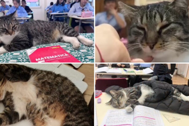 video motanul devenit vedeta intr un liceu din romania misu participa la cursuri si se bucura de atentia tuturor este mascota scolii 6915691951ac9