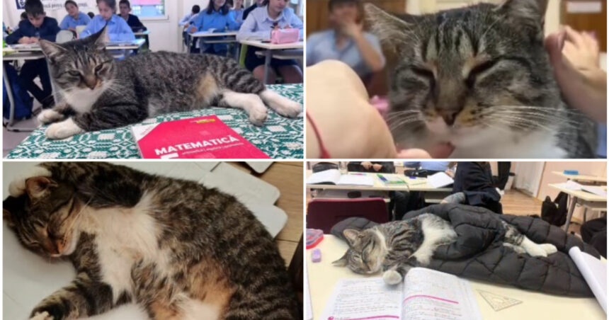 video motanul devenit vedeta intr un liceu din romania misu participa la cursuri si se bucura de atentia tuturor este mascota scolii 6915691951ac9