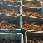 video politistii au confiscat jumatate de tona de raci vii de la braconierii din delta 6922e76b73751