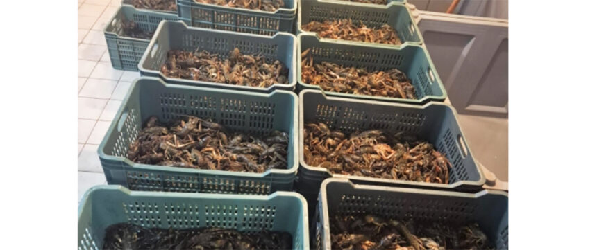 video politistii au confiscat jumatate de tona de raci vii de la braconierii din delta 6922e76b73751