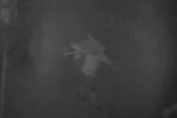 video trei romani au furat 77 de oi de la o stana din spania autoritatile au descris cum actiona banda de hoti 691468749ec44