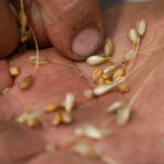 alimentele au devenit mai calorice mai putin nutritive si potential mai toxice studiul caracterizat drept socant de catre savanti 6947f61fbabdc