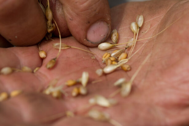 alimentele au devenit mai calorice mai putin nutritive si potential mai toxice studiul caracterizat drept socant de catre savanti 6947f61fbabdc