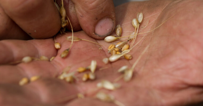 alimentele au devenit mai calorice mai putin nutritive si potential mai toxice studiul caracterizat drept socant de catre savanti 6947f61fbabdc