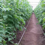 aur depune un proiect de lege pentru scutirea de impozit a unor constructii utilizate de agricultori sere solare silozuri 693ff80671514