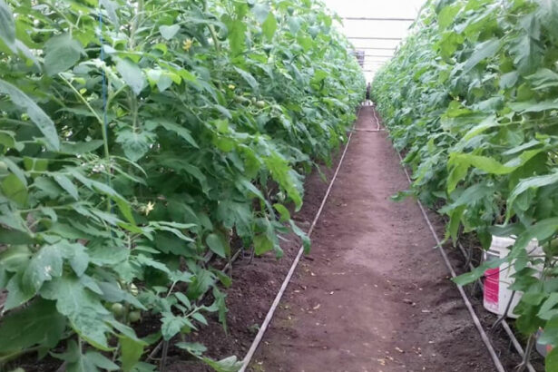 aur depune un proiect de lege pentru scutirea de impozit a unor constructii utilizate de agricultori sere solare silozuri 693ff80671514