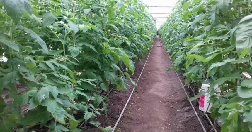 aur depune un proiect de lege pentru scutirea de impozit a unor constructii utilizate de agricultori sere solare silozuri 693ff80671514