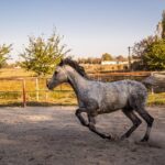 austeritate fara foc de artificii si fara botezul cailor la mihail kogalniceanu 6953a7ade5405