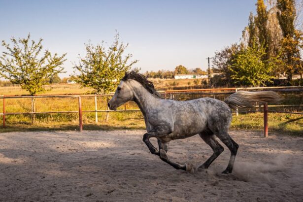 austeritate fara foc de artificii si fara botezul cailor la mihail kogalniceanu 6953a7ade5405