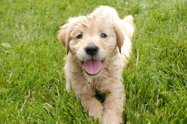 barbatul care a schingiuit un catel in navodari a fost retinut si este propus spre arestare 69402e5877621