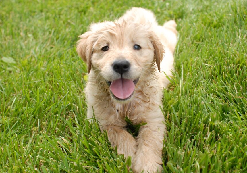 barbatul care a schingiuit un catel in navodari a fost retinut si este propus spre arestare 69402e5877621