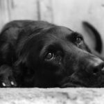 bestie cu chip de om un barbat din navodari care a batut crunt un catel este cercetat penal 693bdaed28f06