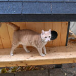 cetatenii din sectorul 2 pot solicita instalarea de adaposturi pentru pisicile comunitare 6942cfc08574d