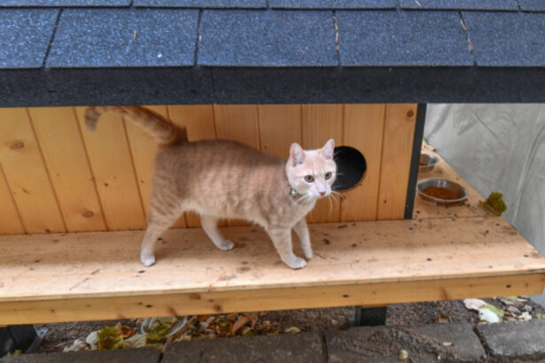 cetatenii din sectorul 2 pot solicita instalarea de adaposturi pentru pisicile comunitare 6942cfc08574d