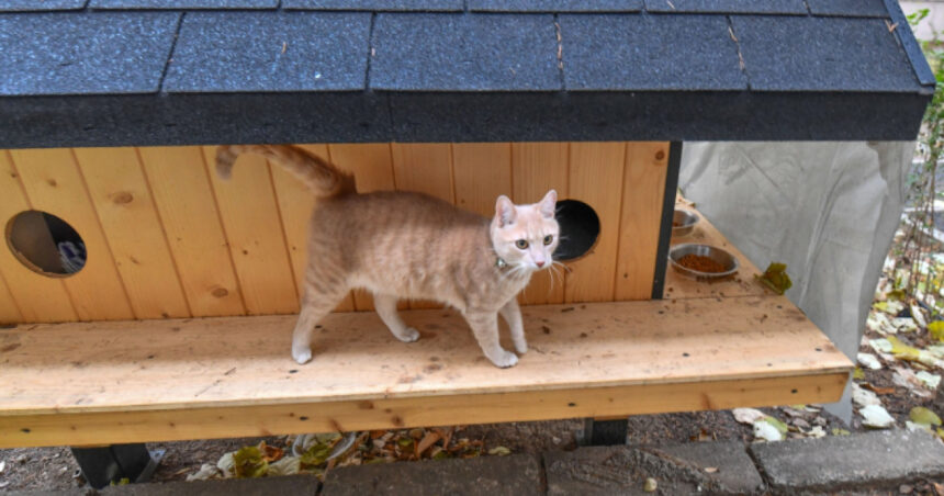 cetatenii din sectorul 2 pot solicita instalarea de adaposturi pentru pisicile comunitare 6942cfc08574d