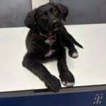 condamnare cu executare pentru cruzime asupra unui caine iata ce pedeapsa a primit un barbat de 71 de ani 694a49eecd6fa