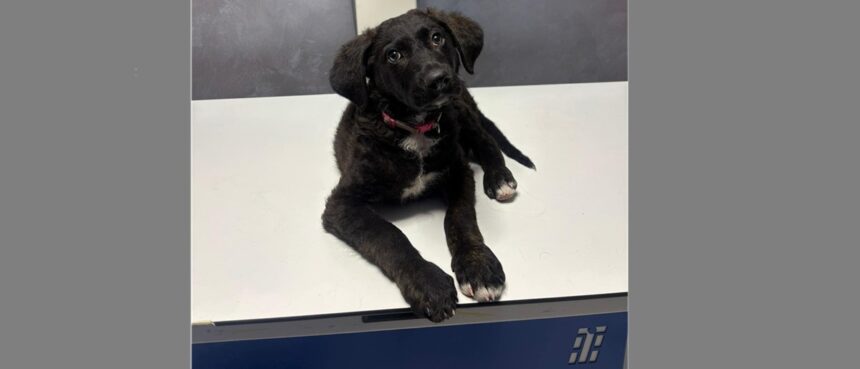 condamnare cu executare pentru cruzime asupra unui caine iata ce pedeapsa a primit un barbat de 71 de ani 694a49eecd6fa