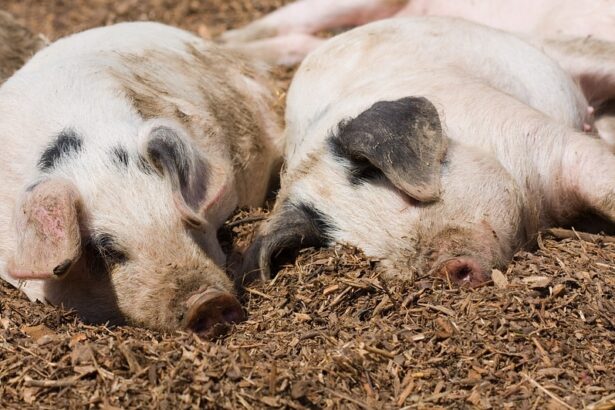 de a rasu plansu doi barbati care au mers sa taie porcul s au luat la bataie dupa ce nu s au inteles cum sa l imparta cui apartinea animalul 694194f1ac376