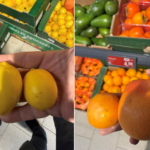 director anpc lamaile sub 45 mm diametru si portocalele sub 60 mm diametru considerate furaj animalier in orice tara civilizata 6946f718ebbb5