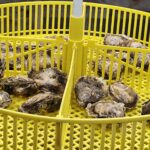 foto video stridiile japoneze crescute in marea neagra succesul rasunator al cercetatorilor de la incdm grigore antipa la bilantul pe 2025 acum avem si stridia romanesca crescuta la constanta 6942ca518cfa8