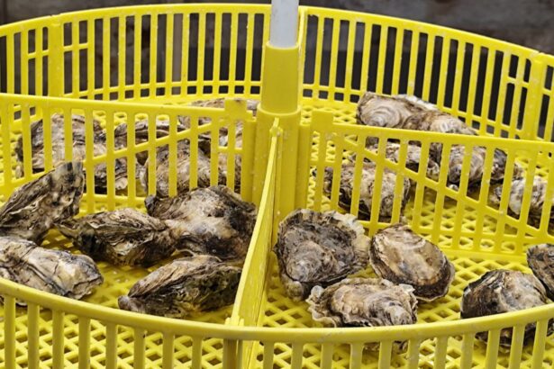 foto video stridiile japoneze crescute in marea neagra succesul rasunator al cercetatorilor de la incdm grigore antipa la bilantul pe 2025 acum avem si stridia romanesca crescuta la constanta 6942ca518cfa8