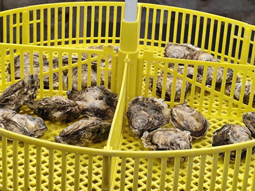 foto video stridiile japoneze crescute in marea neagra succesul rasunator al cercetatorilor de la incdm grigore antipa la bilantul pe 2025 acum avem si stridia romanesca crescuta la constanta 6942ca518cfa8