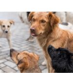 investitie de 150 000 de euro pentru primul incinerator ecologic cu parc memorial din judetul constanta pentru animale de companie 69310c2499188