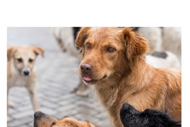 investitie de 150 000 de euro pentru primul incinerator ecologic cu parc memorial din judetul constanta pentru animale de companie 69310c2499188