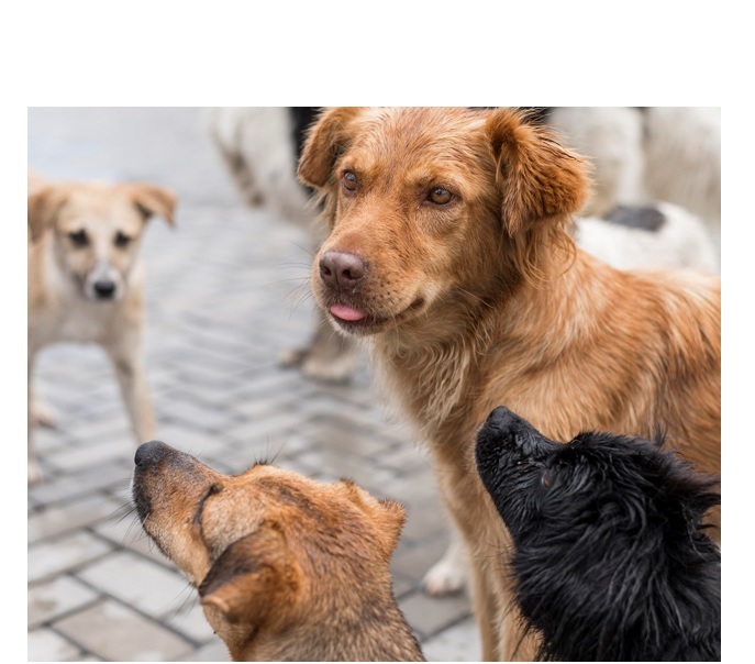 investitie de 150 000 de euro pentru primul incinerator ecologic cu parc memorial din judetul constanta pentru animale de companie 69310c2499188