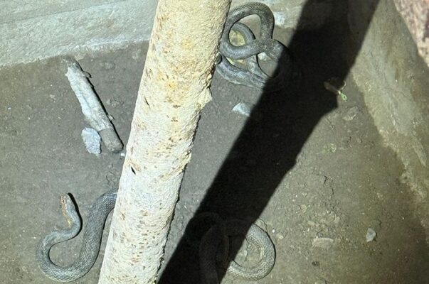 jandarmii tulceni au fost solicitati pentru indepartarea a doi serpi dintr un beci 69368deae098c